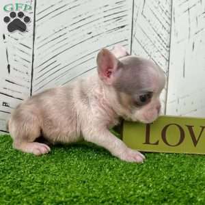 Benson, French Bulldog Puppy