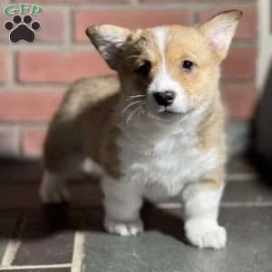 Sonny, Pembroke Welsh Corgi Puppy