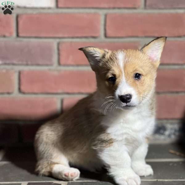 Scott, Pembroke Welsh Corgi Puppy