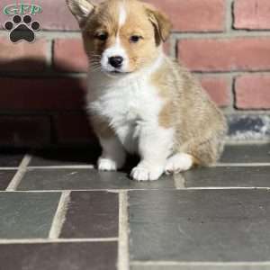 Scott, Pembroke Welsh Corgi Puppy