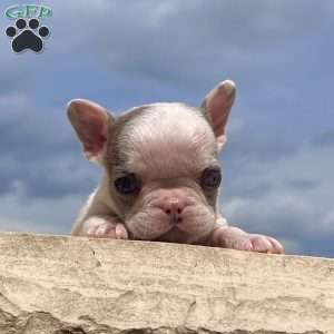 Benson, French Bulldog Puppy