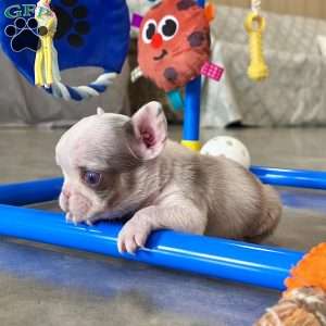 Benson, French Bulldog Puppy