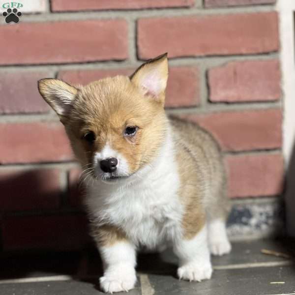 Sammy, Pembroke Welsh Corgi Puppy
