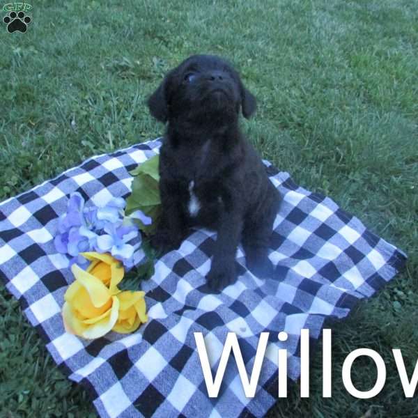Willow, Miniature Poodle Mix Puppy