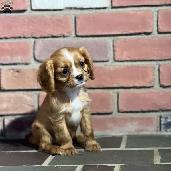 Twinkle, Cavalier King Charles Spaniel Puppy