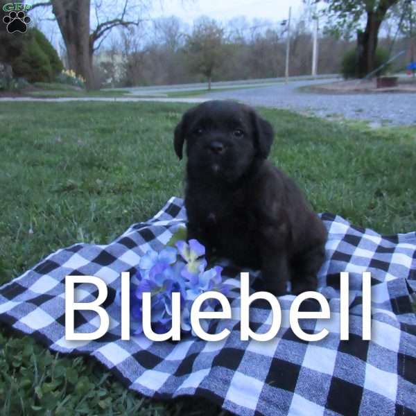 Bluebell, Miniature Poodle Mix Puppy