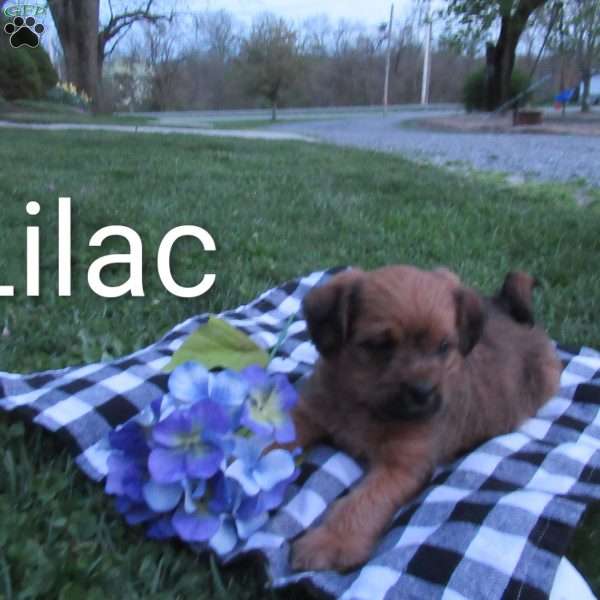 Lilac, Miniature Poodle Mix Puppy