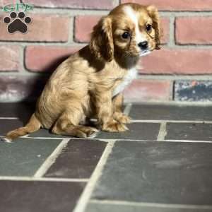 Twinkle, Cavalier King Charles Spaniel Puppy