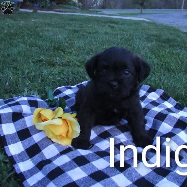 Indigo, Miniature Poodle Mix Puppy