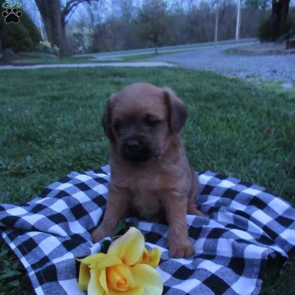 Jasper, Miniature Poodle Mix Puppy