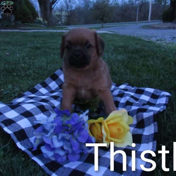 Thistle, Miniature Poodle Mix Puppy