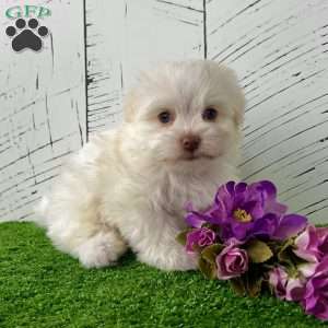 Angel, Havanese Puppy