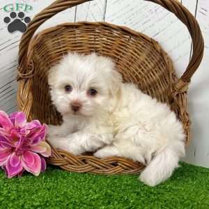 Angel, Havanese Puppy