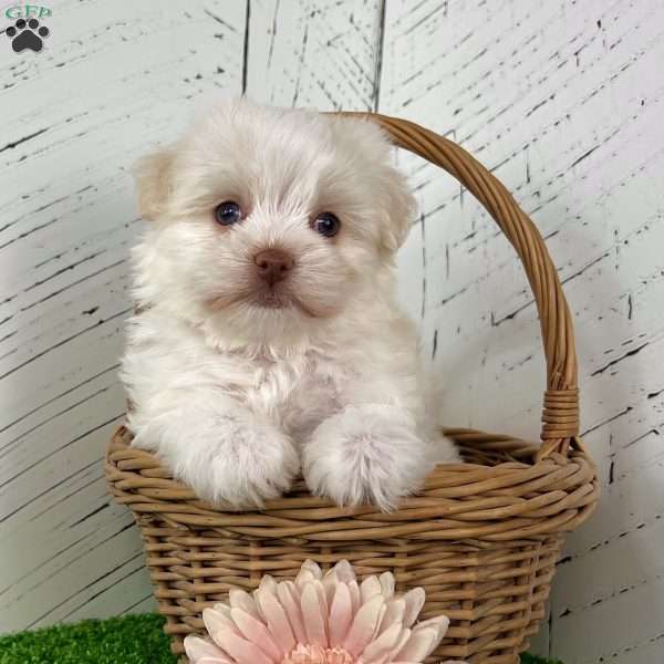 Angel, Havanese Puppy