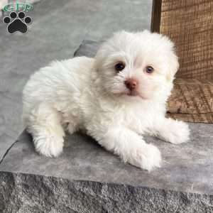 Angel, Havanese Puppy