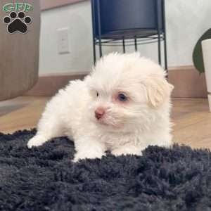 Angel, Havanese Puppy