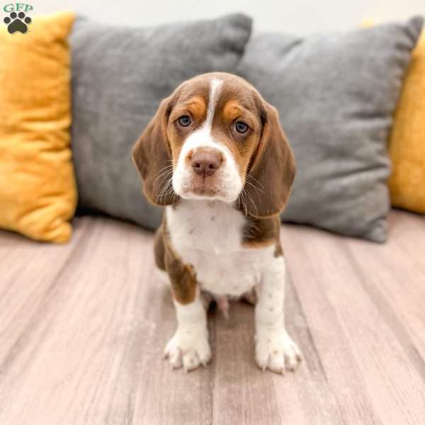 Smokey, Beagle Puppy