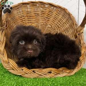 Arthur, Havanese Puppy