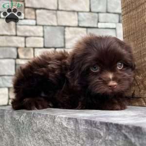 Arthur, Havanese Puppy