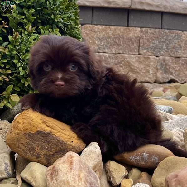 Arthur, Havanese Puppy