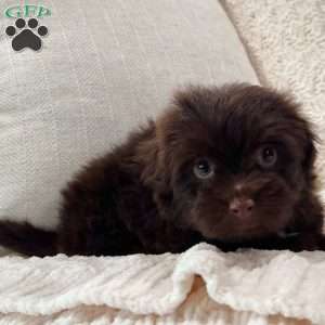 Arthur, Havanese Puppy