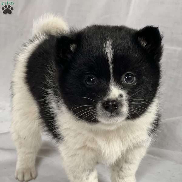 Bear, Pom-Shi Puppy