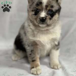 Bella, Pom-Shi Puppy