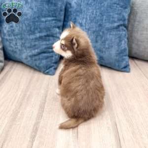 Julie, Pomsky Puppy