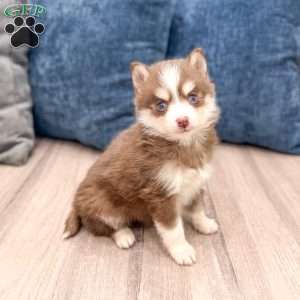 Julie, Pomsky Puppy