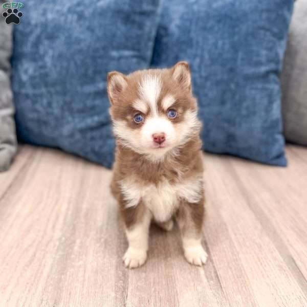 Julie, Pomsky Puppy