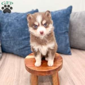 Julie, Pomsky Puppy