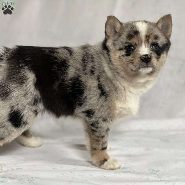 Bella, Pom-Shi Puppy