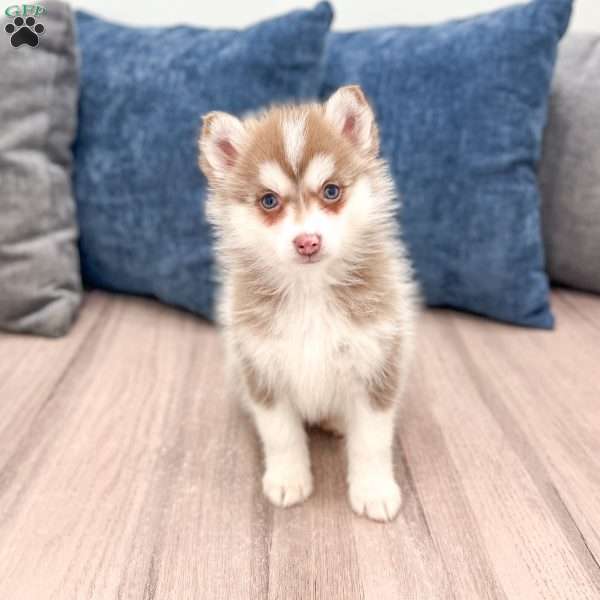Jody, Pomsky Puppy