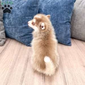 Jody, Pomsky Puppy
