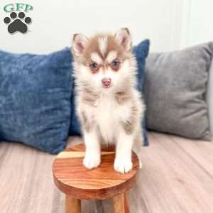 Jody, Pomsky Puppy