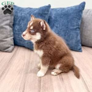 Jamie, Pomsky Puppy