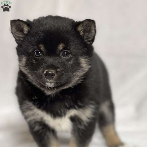 Bruno, Pom-Shi Puppy