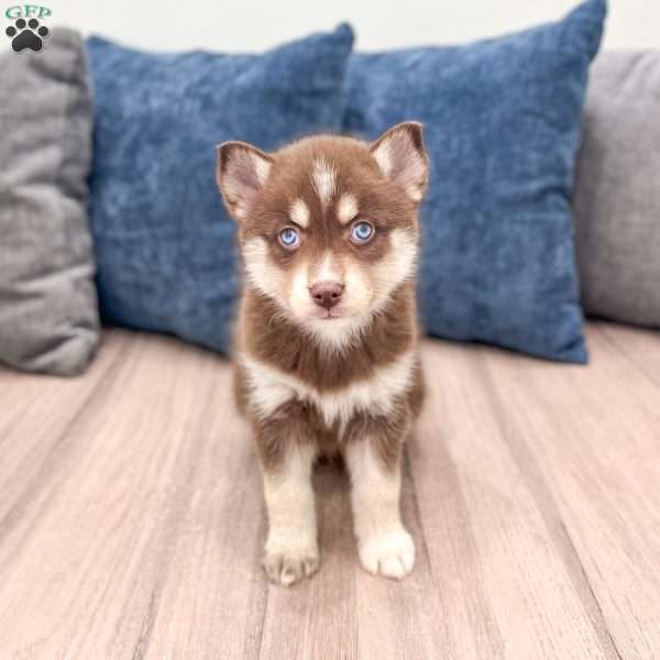 Jamie, Pomsky Puppy