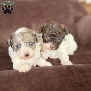 Spot, Toy Poodle Puppy