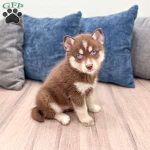 Jamie, Pomsky Puppy