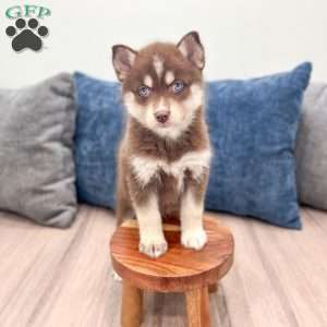 Jamie, Pomsky Puppy