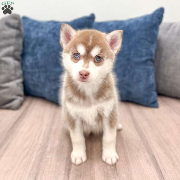 Jane, Pomsky Puppy
