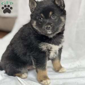 Bruno, Pom-Shi Puppy