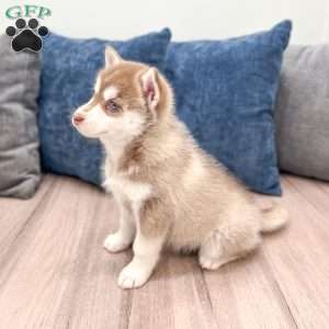 Jane, Pomsky Puppy