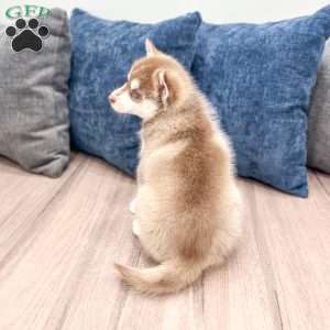 Jane, Pomsky Puppy