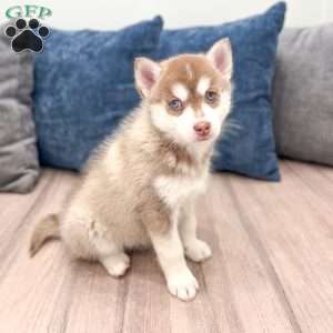 Jane, Pomsky Puppy