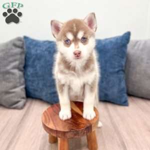 Jane, Pomsky Puppy