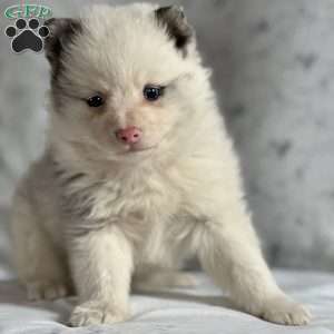 Taco, Pomeranian Puppy