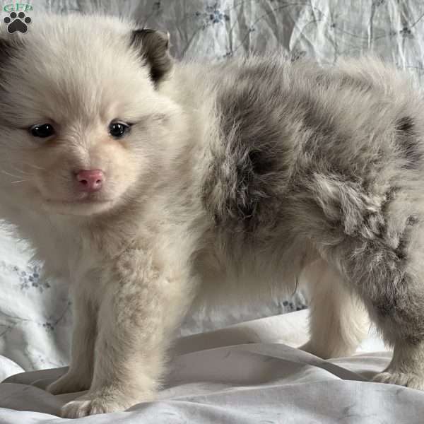 Taco, Pomeranian Puppy