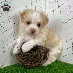 Archie, Havanese Puppy